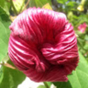 Meet your Posher, Cam